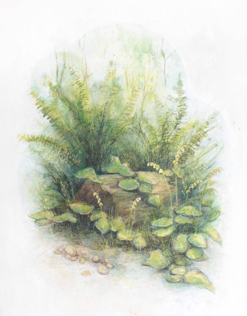 Eleanor Clagett, "Nurse Log", 2024, watercolor, colored pencil, and acrylic on paper